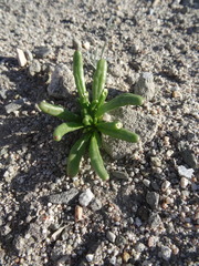 Cistanthe ambigua