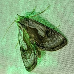 Chrysanympha formosa