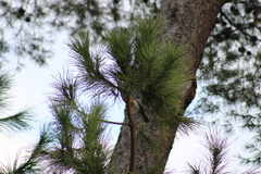 Garrulus glandarius