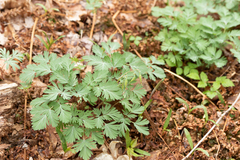 Dicentra cucullaria