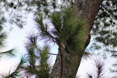 Garrulus glandarius