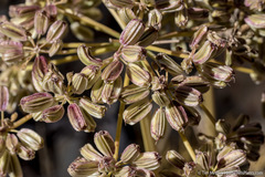 Angelica lineariloba