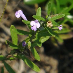 Hedeoma reverchonii