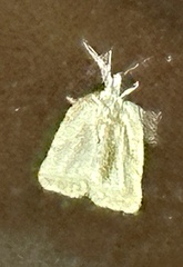 Platynota idaeusalis