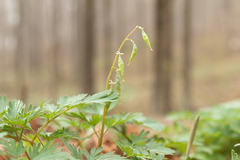 Dicentra cucullaria
