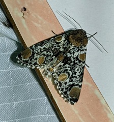 Harrisimemna trisignata