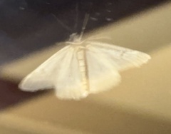 Lomographa vestaliata