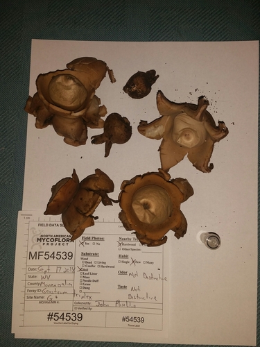 Geastrum indicum (Photo 2 of 2)