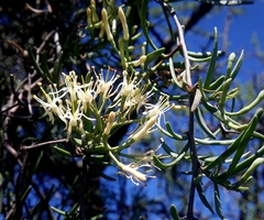 Tripodanthus flagellaris