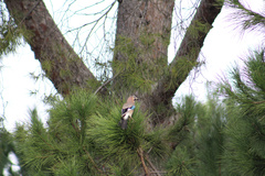 Garrulus glandarius