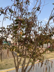 Bauhinia