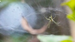 Cyrtophora cicatrosa