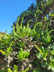 Escallonia pulverulenta