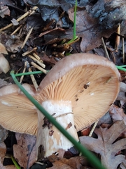 Lactarius argillaceifolius megacarpus