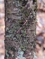 Phaeophyscia pusilloides