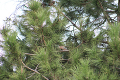 Garrulus glandarius