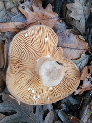 Lactarius argillaceifolius megacarpus