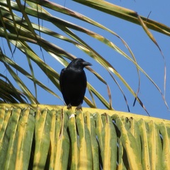 Corvus sinaloae