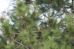Garrulus glandarius
