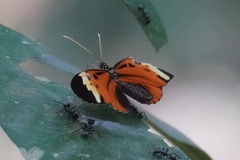Heliconius numata