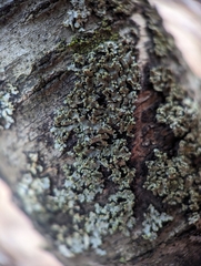 Phaeophyscia pusilloides