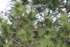 Garrulus glandarius