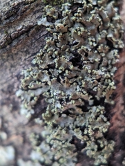 Phaeophyscia pusilloides