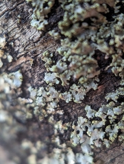 Phaeophyscia pusilloides