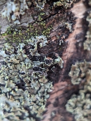 Phaeophyscia pusilloides