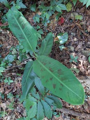 Musa