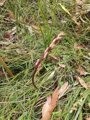 Dipodium