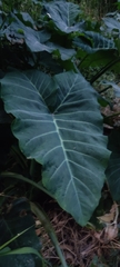 Xanthosoma robustum
