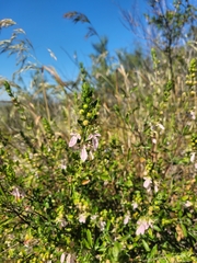 Teucrium bicolor