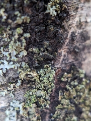 Phaeophyscia pusilloides