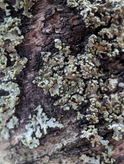 Phaeophyscia pusilloides