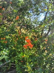 Alonsoa meridionalis