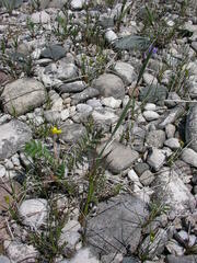 Sisyrinchium montanum