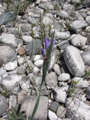 Sisyrinchium montanum
