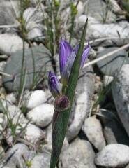 Sisyrinchium montanum