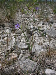 Sisyrinchium montanum