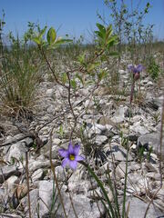 Sisyrinchium montanum