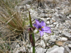 Sisyrinchium montanum