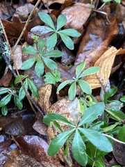 Galium odoratum