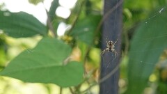 Neoscona theisi
