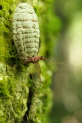 Coelostomidia zealandica