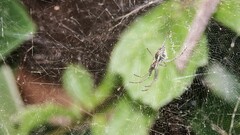 Cyrtophora cicatrosa