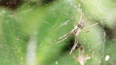 Cyrtophora cicatrosa