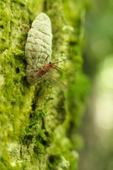 Coelostomidia zealandica