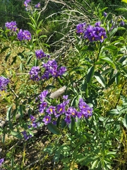 Solanum crispum