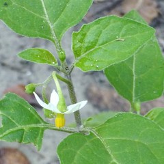 Solanum interius